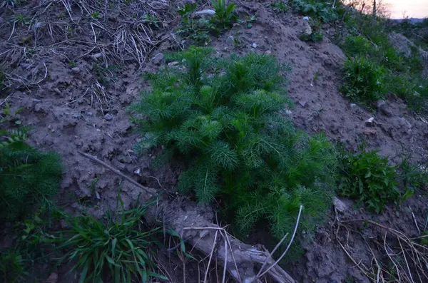 Bahçedeki yeşil bitki.