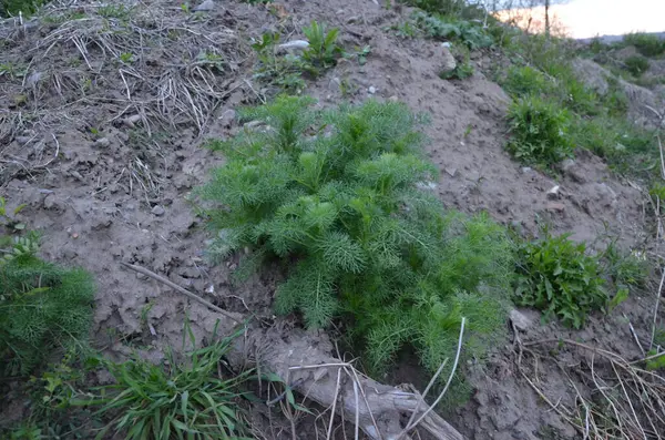 yere yeşil bitkiler