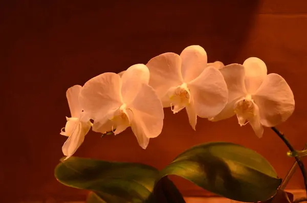 Çiçek açmış güzel orkide.
