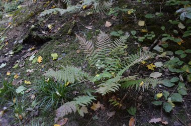 Ormanda sonbahar yaprakları