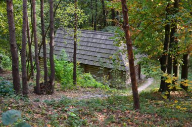 Güzel sonbahar manzarası. Orman ve ağaçlar.