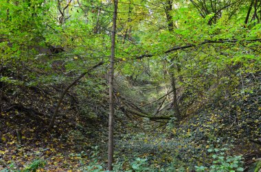 Ormanda sarı yapraklı güzel bir ağaç görüntüsü.