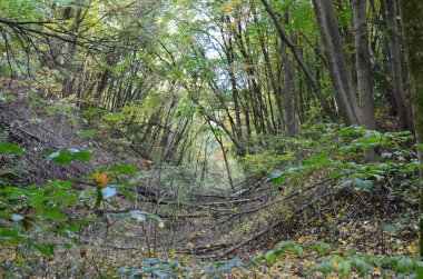 Renkli yapraklı sonbahar ormanı manzarası.