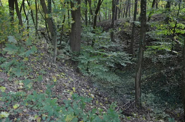 Güzel sonbahar manzarası. Ormandaki ağaçlar.