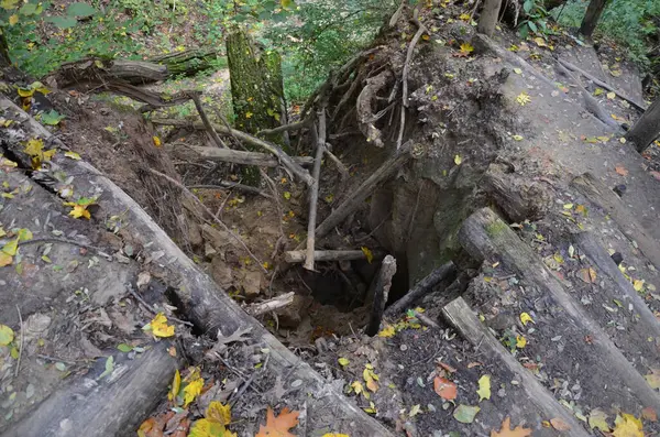 Ormanda eski bir kütük.