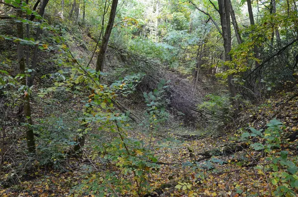 Sonbahar ormanı, sonbahar mevsimi ve yapraklar