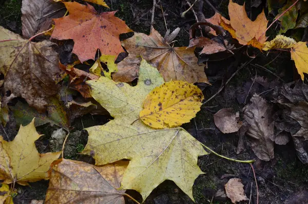 Ormanda renkli yapraklar
