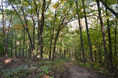 Ormanın güzel manzarası