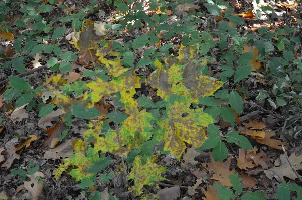 Ormanda yeşil yapraklar