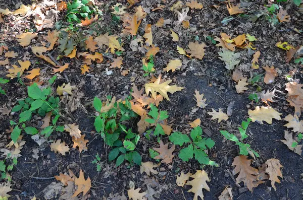 Ormanda sonbahar yaprakları