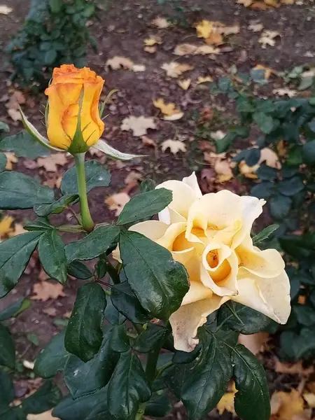 Parktaki güzel güller