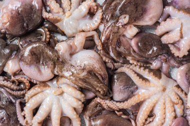 Mutfak masasında bir avuç çiğ yavru ahtapot. Gri arka plan. Üst görünüm.