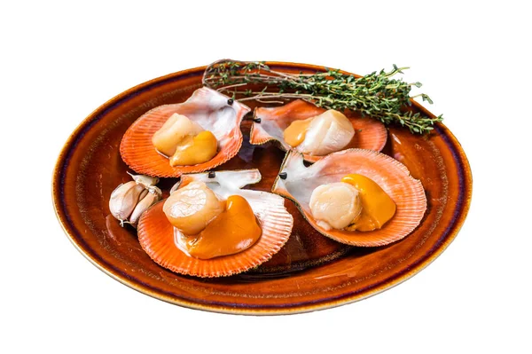 Shellfish Raw Scallops Rustic Plate Thyme Isolated White Background — Stock Photo, Image
