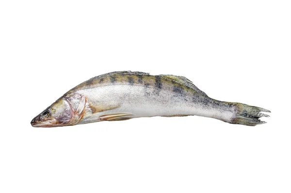 Frischer Zander Zander Roher Fisch Isoliert Auf Weißem Hintergrund — Stockfoto