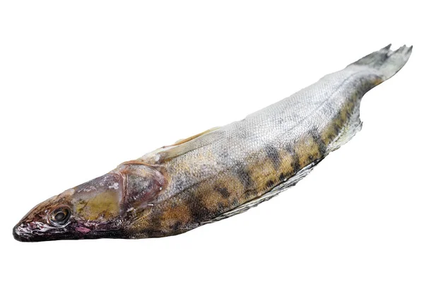Сырая Зэндер Морская Рыба Серый Фон Вид Сверху — стоковое фото