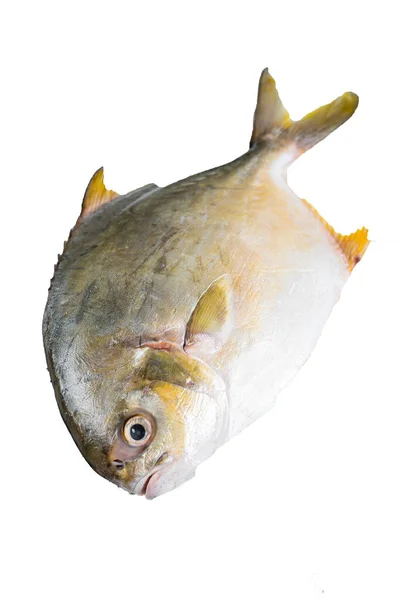 Verse Rauwe Vis Pompano Keukentafel Hoge Kwaliteit Isolate Witte Achtergrond — Stockfoto