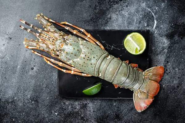 Raw Spiny lobster or sea crayfish on a marble board. Black background. Top view.