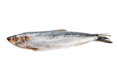 İskandinav ringa balığı turşusu. Beyaz arka planda izole edilmiş. Üst görünüm