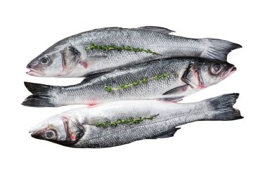 Çiğ deniz kabuğu balığı beyaz arka planda izole edilmiş. Üst görünüm