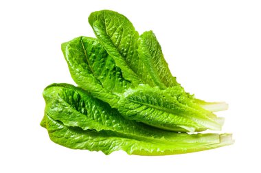 Beyaz arka planda yalıtılmış Romaine marul salatası. Üst görünüm
