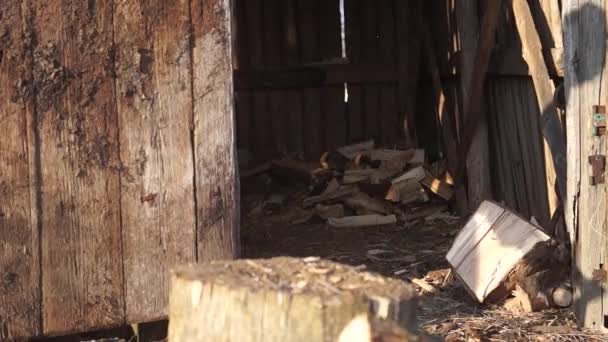Brennholz Für Den Ofen Holzpräparation Holz Hacken Haushalt Schneiden Mit — Stockvideo