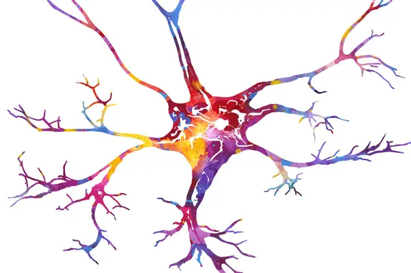 Neuron Kleurrijke Aquarel Anatomie Illustr — Stockfoto