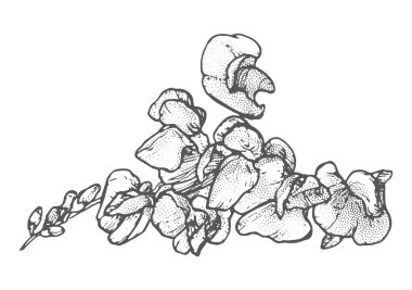 Bahar çiçekleri beyaz üzerine çizgi sanatı çiziyor.