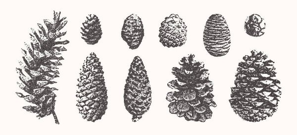 Сосновые шишки готовы. Рождественская фотокопия