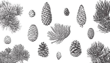 Spruce dalları ve koniler kuruldu. Noel noktalama vektörü