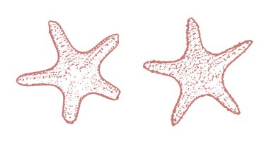 Deniz yıldızlarının minimalist çizgisi sanat tasviri. Zarif Tek Renkli Denizci Çizimi