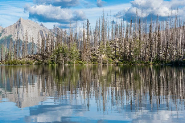 Reflexion Der Verkohlten Bäume Des Excelsior Forest Fire Medicine Lake — Stockfoto