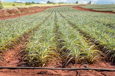 Oahu, Hawaii 'nin kuzey kıyısındaki genç ananas tarlaları.