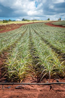 Hawaii, Oahu 'nun kuzey kıyısındaki ananas tarlaları.
