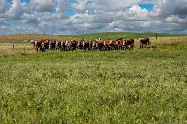 Herd Hereford Cattle Grazing Big Prairie Sky Saskatchewan Pasture — Stock Photo, Image