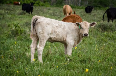 Cypress Hills Eyaletler Arası Parkı 'nda otlakta duran beyaz bir Charolais buzağı.