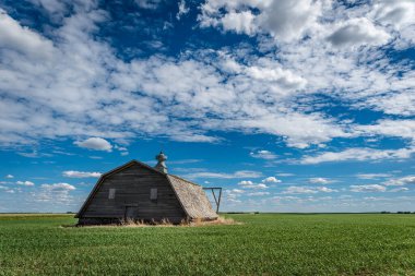 Saskatchewan 'daki Kanada ovalarında buğday tarlasıyla çevrili terk edilmiş bir ahır.
