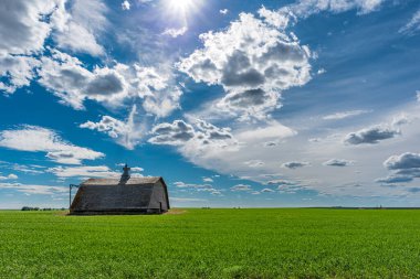 Saskatchewan 'daki Kanada ovalarında buğday tarlasıyla çevrili terk edilmiş bir ahır.