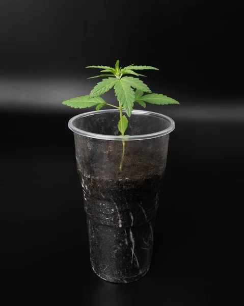 Μικρό Βλαστάρι Πράσινο Φυτό Μαριχουάνα Σπόρων Κάνναβης Ένα Κύπελλο Σκούρο — Φωτογραφία Αρχείου