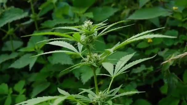 Floração Planta Feminina Maconha Botões Cannabis Verde Com Estigma Branco — Vídeo de Stock