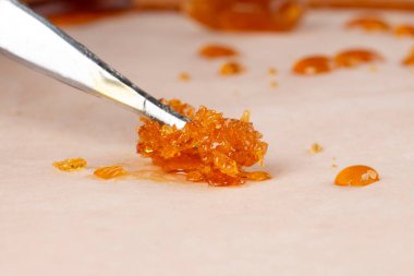 Altın fo kenevir ufalanır, bej arka planda taze yüksek thc terpene ile reçine.