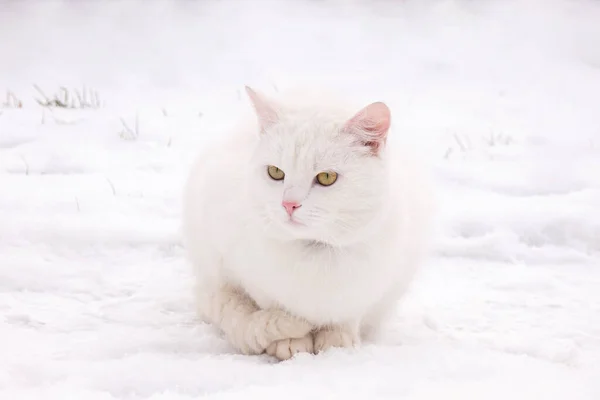 white cat a on winter snow portrait.