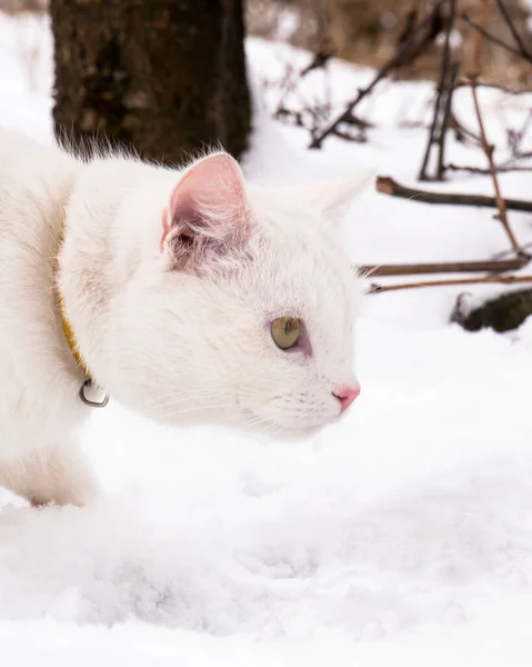 white cat hunts a mouse in winter snow.