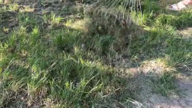 Kuru çimenleri tırmıkla temizliyorum. Yüksek kalite 4k görüntü