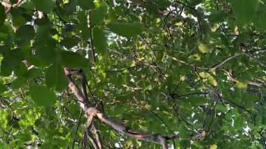 Yaz yeşili ceviz ağacı arka planı. Yüksek kaliteli FullHD görüntüler