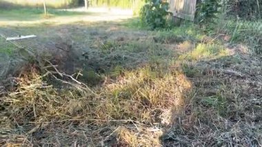 Bahçedeki çimleri temizliyorum. Yüksek kalite 4k görüntü