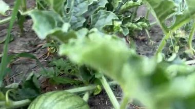 Bahçede organik karpuz yetiştiriyorlar. Yüksek kalite 4k görüntü