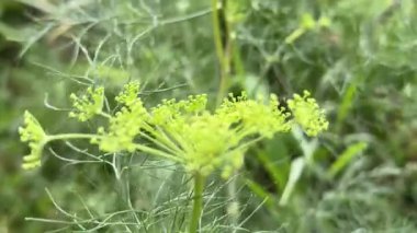 Büyüyen yeşil dereotu kapatıyoruz. Yüksek kalite 4k görüntü