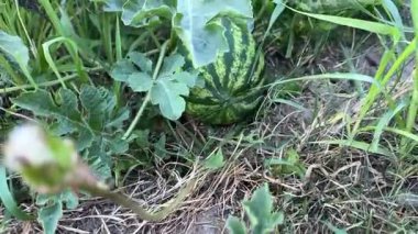 Bahçede organik karpuz yetiştiriyorlar. Yüksek kalite 4k görüntü