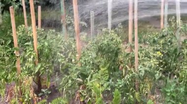 Sıcak havada domates için bol miktarda su. Yüksek kalite 4k görüntü