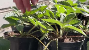 Çilek filizlerini makasla budamak. Yüksek kalite 4k görüntü